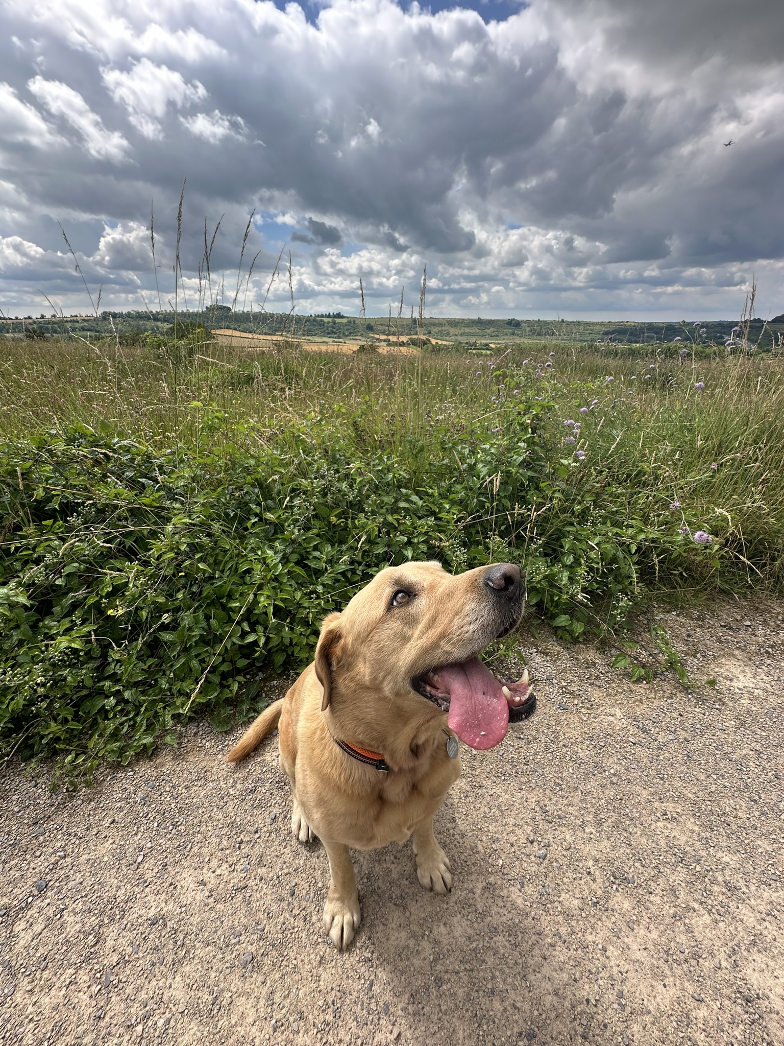 Labrador smiling